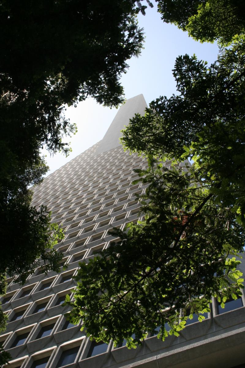 Through the Redwoods Transamerica Pyramid 2005  