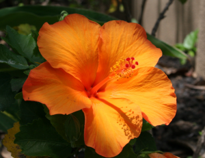 Orange Maui Hibiscus 2005 