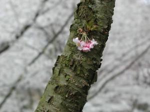 Closeup Cherry Blossom Dumbarton Oaks Georgetown 2003