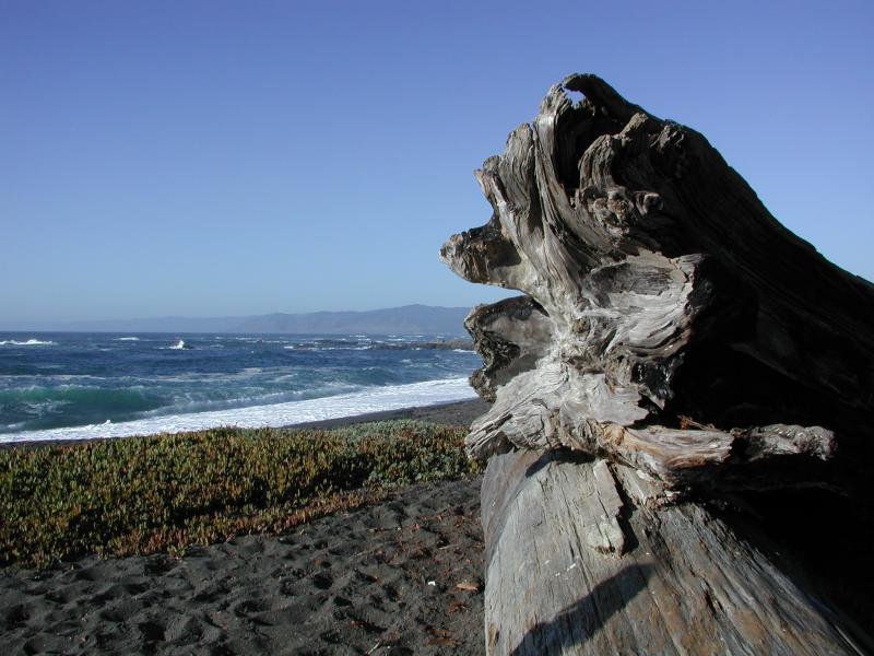 MacKerricher BeachMendocino Coast 2005 
