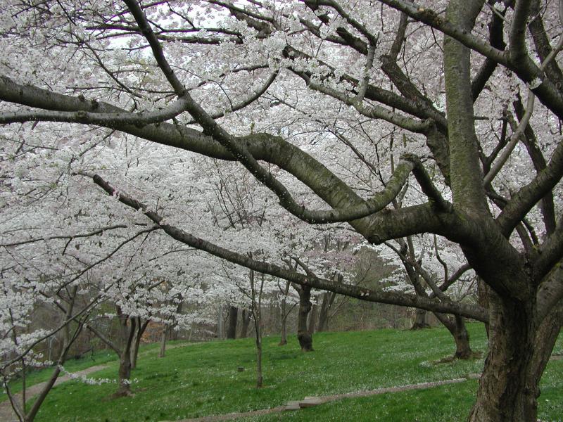 Cherry Hill Dumbarton Oaks Georgetown 2003 	